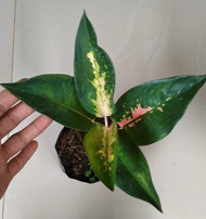 Aglaonema Kochin