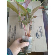 anak pokok kantan merah rimbun