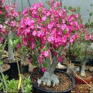 20 Particle/50 Particle Desert Rose Seeds Adenium Obesum Bonsai Flower Seeds