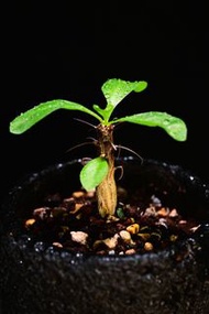 #432 福桂科蠟燭木 Fouquieria splendens /  另售塊根植物、象牙宮、龜甲龍、念珠橄欖、橄欖樹、象足漆樹