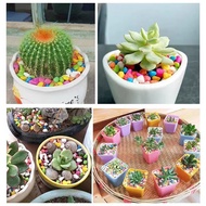 Stone Decoration Colored for Aquarium Stone Aquarium Landscape Small Stone Panantos Bingo Per Pack