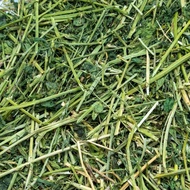 5kg Timothy/Alfalfa Hay  Rumput Kering Timothy/Alfalfa