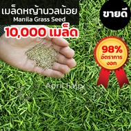 [10000เมล็ด] เมล็ดหญ้านวลน้อย เมล็ดพันธุ์หญ้า เมล็ดหญ้า หญ้านวลน้อย Manila Grass Seed หญ้าปูสนาม สนามหญ้า ขายดี