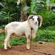 Jual Hewan Qurban Domba Garut 90 kg
