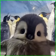 ST1 Baby Emperor Penguin Penguin plush doll stuffed toy Surprise birthday gift for children TS1