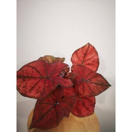 Caladium Green Spider [LIMITED STOCK ONLY] [HOT SELLING] [FAST SHIPPING]