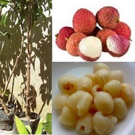 MM- Lychee Sapling / Anak Pokok Laici Kahwin / Benih kahwin / pokok buah cepat berbuah Anak Pokok Ta