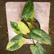 Terlaris Tanaman Hias Philodendron Burle Marx Variegata