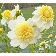DINNERPLATE DAHLIA TUBER ID PLATINUM BLONDE