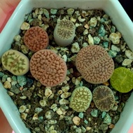 LITHOPS - FEET 腳丫子生石花