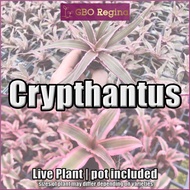 Ornamentals: Cryptanthus (live plant, uprooted/no pot)