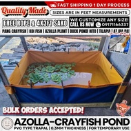 AZOLLA TRAPOND CRAY FISH POND KOI AZOLLA BED LONA POND TEMPORARY USE ONLY