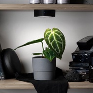 ONF MIST O 植霧光 - 全光譜LED磁吸植物燈 植栽 室內植物