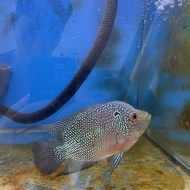 Ikan Louhan Cencu Betina 14 cm Badan Kotak Jenong