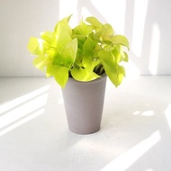 萊姆黃金葛 l 植栽 盆栽 (中盆) 室內植物 辦公室盆栽 開幕盆栽