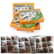 Fossil Collection Kit - 9 different fossil - Education - Ammonite - Sharks tooth - Gastropod - Ortho
