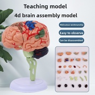 【Fast Shipping】4DMaster 4D assembled human anatomy model medical model brain cerebral structure mode