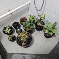 塊根植物