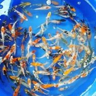 Paket Bibit/Baby Ikan Koi Blitar Mix Warna Murah Terlaris