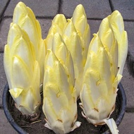 Magnolia Vegetable Seeds Softened Chicory Seeds Seeds Chicory Four Seasons Potted Vegetable Seeds Fe