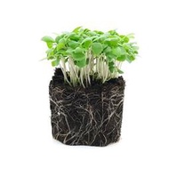 Microgreens苗菜種子-印度九層塔~ 香草之王，10天收成，輕鬆料理