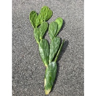 Cactus Mickey : Cactus Bunny Ears : Cactus Opuntia Landscape Decoration