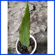 ∦ ❖ ❍ queen of the night cactus plant