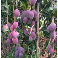 ANAK POKOK MANGGA IRWIN