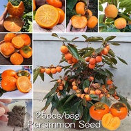 Dwarf Hybrid Sweet Persimmon Seeds (25 Seeds) Edible Bonsai Fruit Seeds for Planting Persimmon Fruit