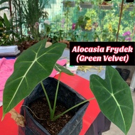 Alocasia Frydek (Green Velvet) Live Plant