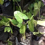 bibit tanaman hias cantik philodendron burle marx