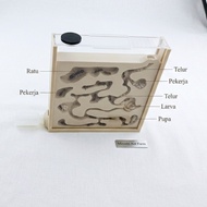 Formicarium Nest Ant House Ant Nest Ant Nest Transparent Cover