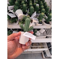 IKEA Fejka Cactus Plant / Artificial Cactus