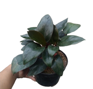 tanaman hias hidup philodenron black congo/pilo red congo