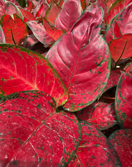 Aglaonema Chinese Evergreen Hybrid Black Indoor House Home Potted Plant