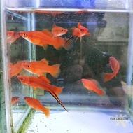 Ikan Platy simpson ekor pedang (swordtail) aquascape molly