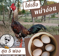 ไข่เชื้อไก่ชน พม่าง่อน ชุด 5 ฟอง