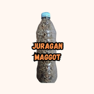 Maggot Hidup Super Amis Juragan Maggot