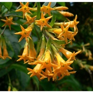 Anak Pokok Sedap Malam Kuning Yellow Cestrum Aurantiacum