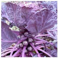 organic Red Ball Brussel Sprout Seeds (Brassica Oleracea var. Gemmifera)