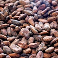 biji kakao fermentasi kering coklat