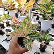 Aglaonema