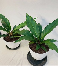 Wave of Love Anthurium with FREE plastic pot and garden soil (plant for indoor and limited stock onl
