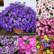 [Fast Grow] Ready Stock In Malaysia 1000 Pcs Multicolor Morning Glory Flower Seed / Petunia Seed Funny Climbing Plants for Sale Benih Bunga Benih Pokok Bunga Flowers Seeds Indoor Outdoor Real Live Easy To Plant In Local Garden Fast Germination