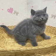 British Shorthair Kucing Kitten Betina 3 Bulan Non Ped 100% Pure Breed