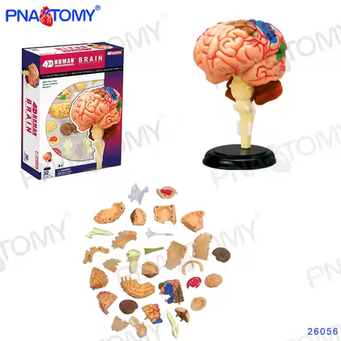 Mini Human Detachable BRAIN MODEL 32 Parts 4D MASTER HUMAN ANATOMICAL MODELS DIY TOYS BODY ANATOMY E