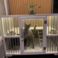 kucing british short hair pedigree import usia 7 bln Lengkap Surat Vaksin