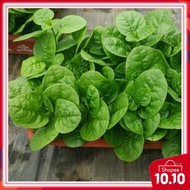 10pcs  Seeds Malabar spinach / Bayam Malabar