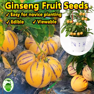 30 Seeds/pack Dwarf Ginseng Fruit Seeds for Sale 人参果种子 Sweet Pepino Melon Seeds for Planting Benih P