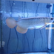Arwana Golden Red RTG 25cm